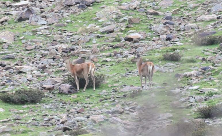 PASSIONE PER IL CERVO